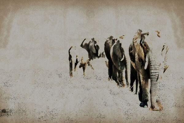 Elephant Posing Wallpaper - Image 2