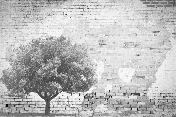 The Tree and The Wall Wallpaper - Image 2